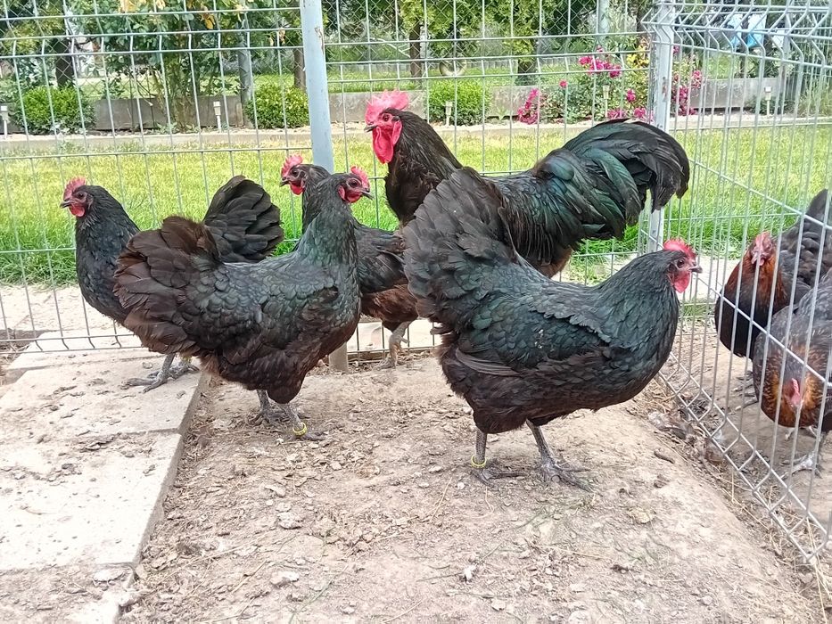 Jaja lęgowe kur Australorp czarny,biały,blue