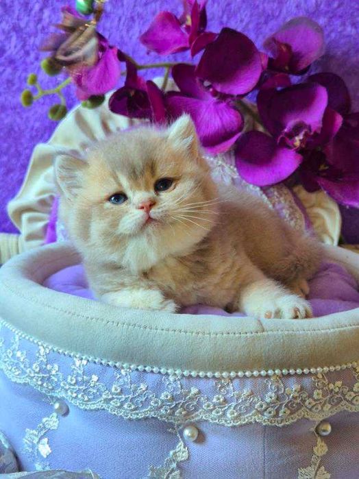 Британський хлопчик Рей Лілове золото