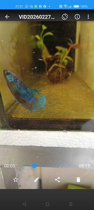 Bettas avatar hmpk