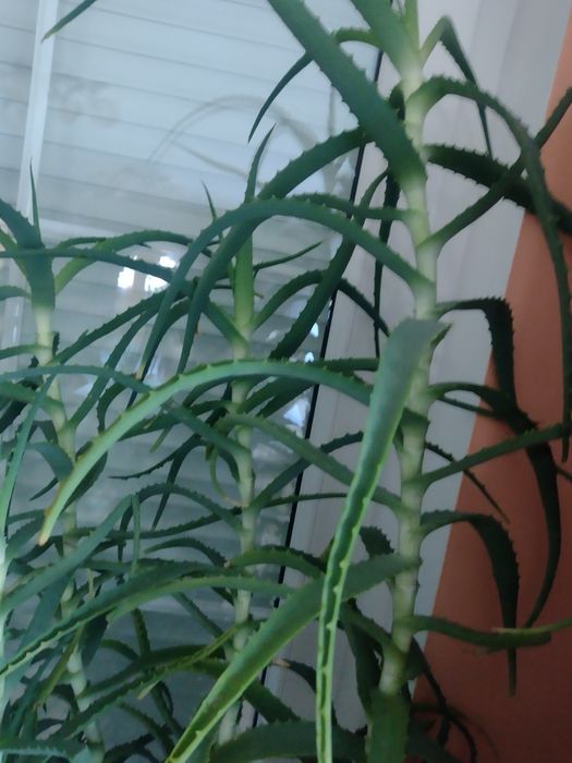Aloes duy w doniczce 8-9 lat Rogono  OLX.pl