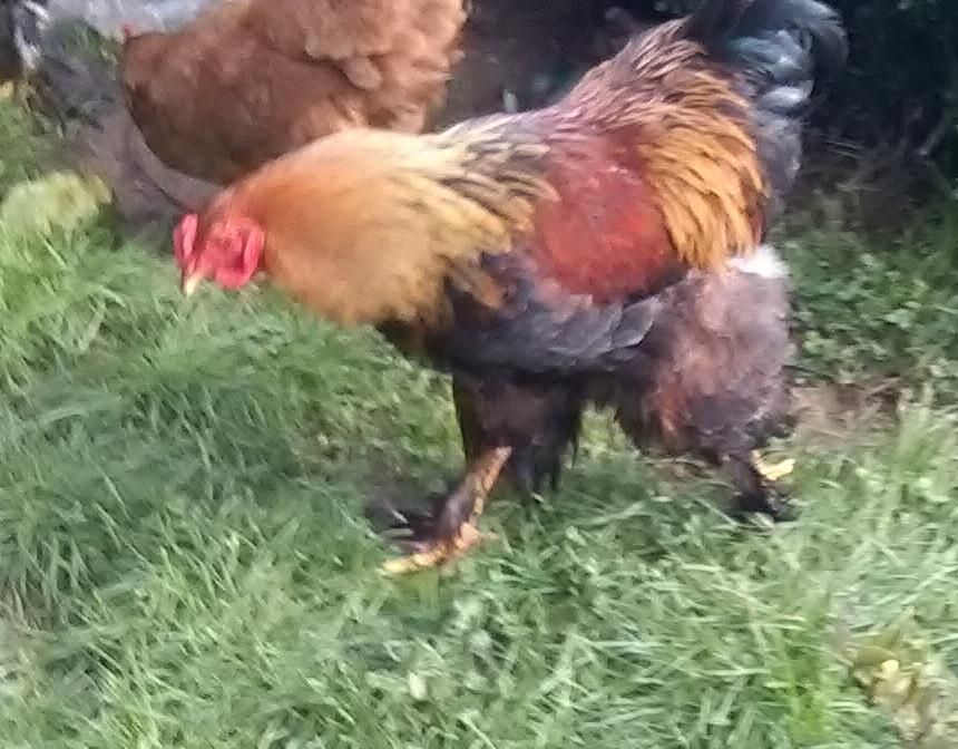 Ovos Galados (caseiros)