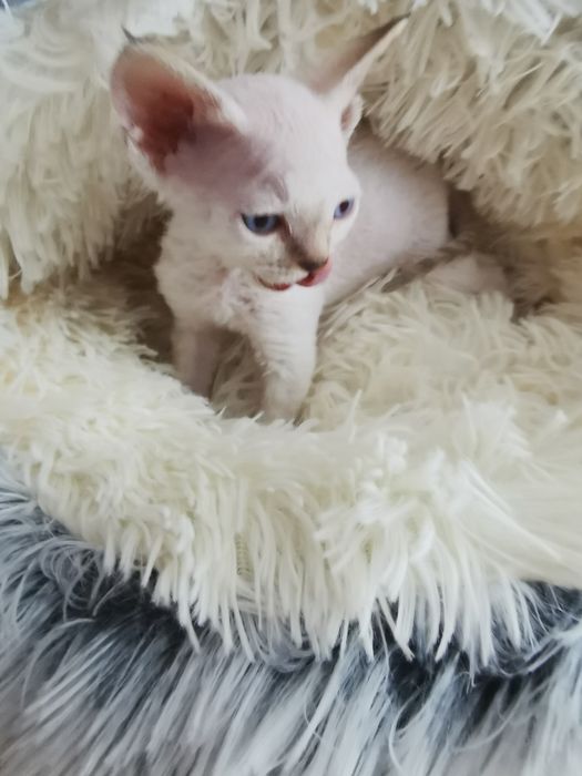 Kocurek Devon Rex