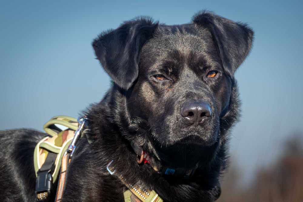 Duży, energiczny, młody, piękny Ragnar wciąż czeka na dom !