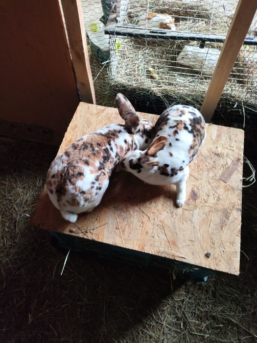 Króliki rex trójbarwny samce