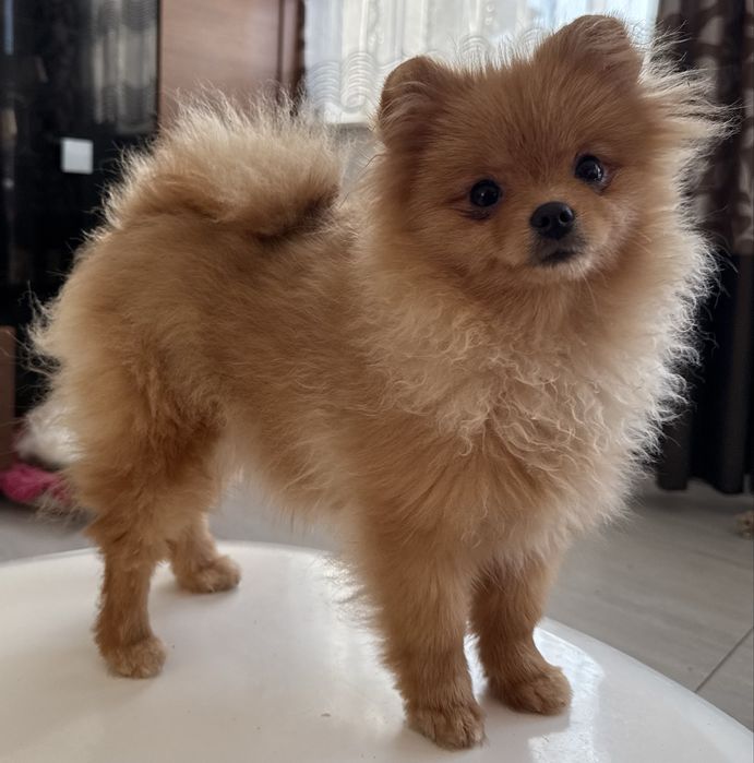 Szpic miniaturowy pomeranian suczka ZKwP FCI