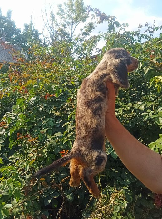 Довгошерстний мерле красень.