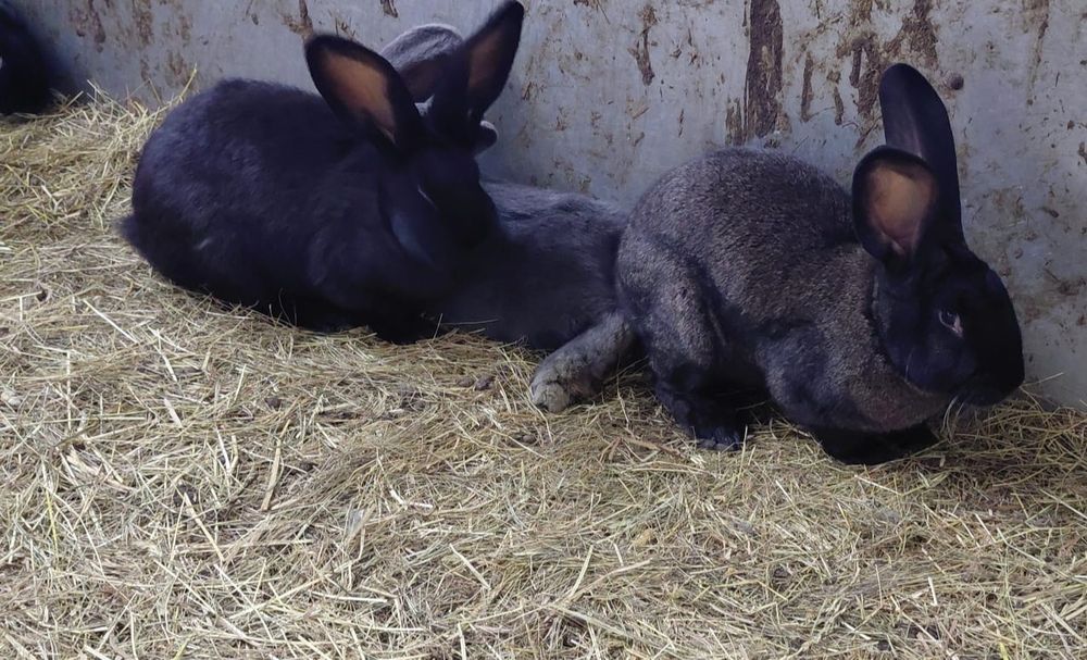 Króliki olbrzymy belgijskie