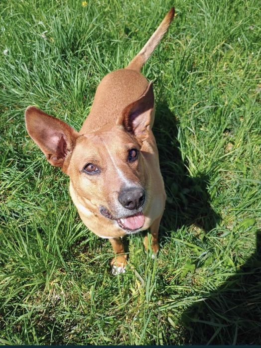 Oddam za darmo pieska