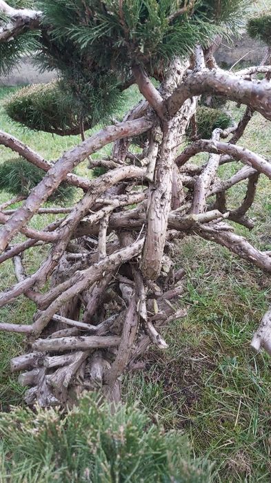 Iglak formowany na bonsai