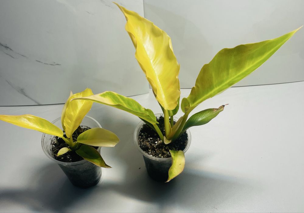 Филодендроны Пинатифидум голд, Антуриум