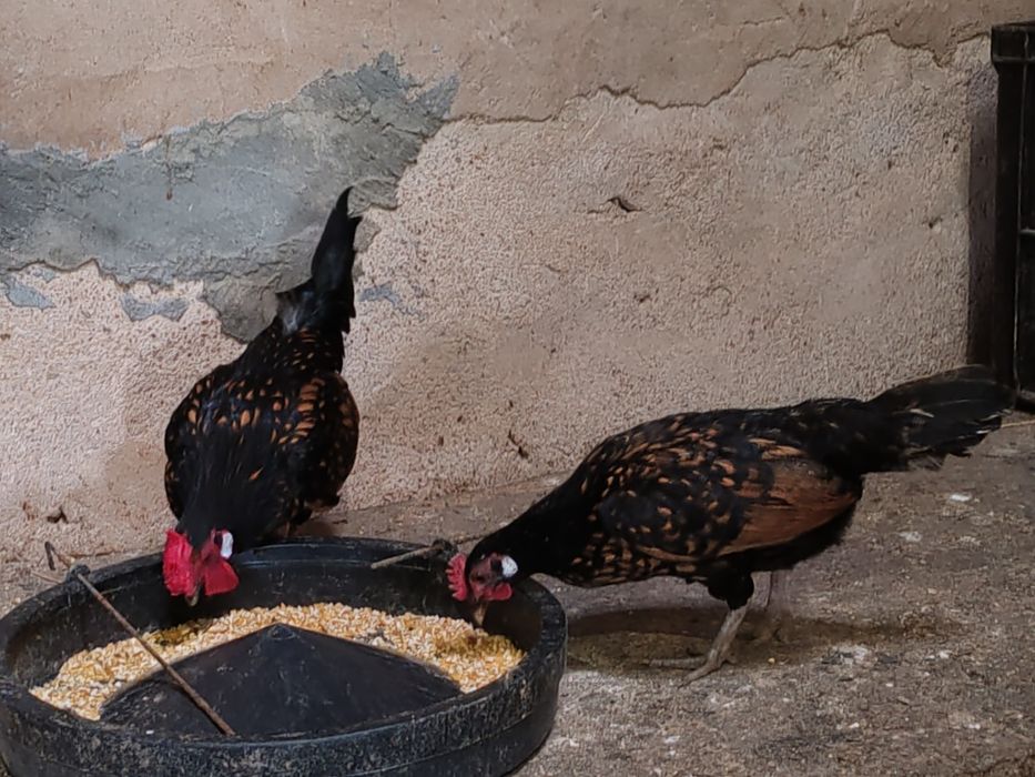 Ovos galinhas Brahma Garnizes miniatura