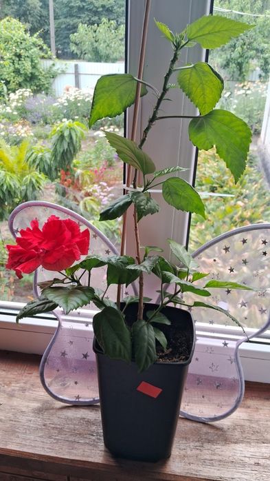 Кімнатний гібіскус махровий китайська роза троянда