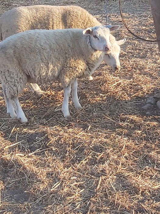 Borregos Texas  olandes com marino