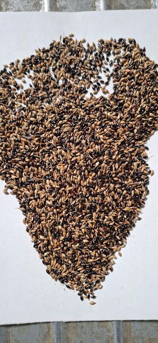 Насіння суданки. Суданка