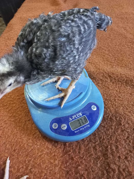 Редбро Голошийка Мастер Грей