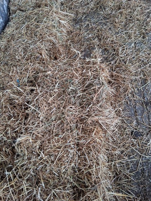 Fardos de palha de azevem pequenos e rolos