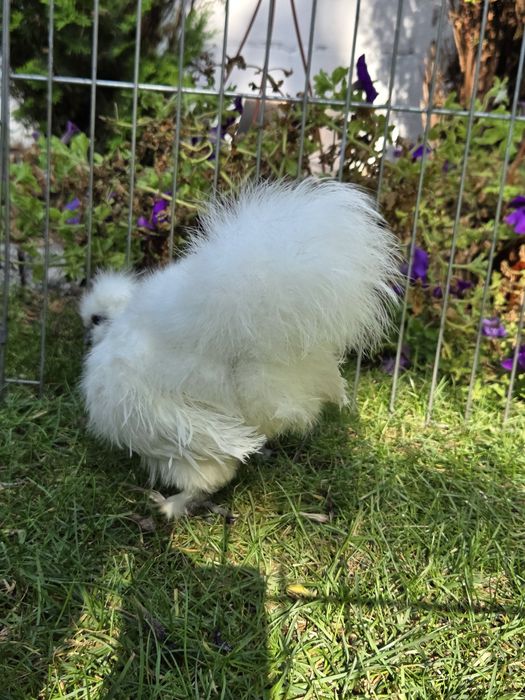 Kogut Silka jedwabisty 9 miesiecy miniatura Warszawa