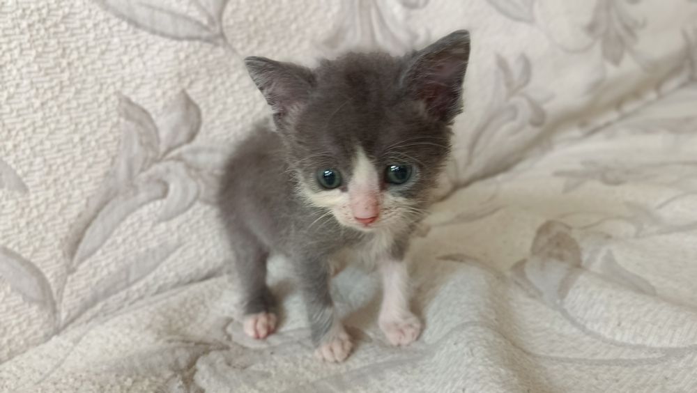 Котенята 1.5 місяці безкоштовно