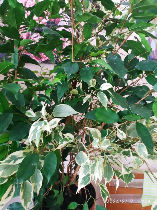 Фікус Бенджамім+Твілайт