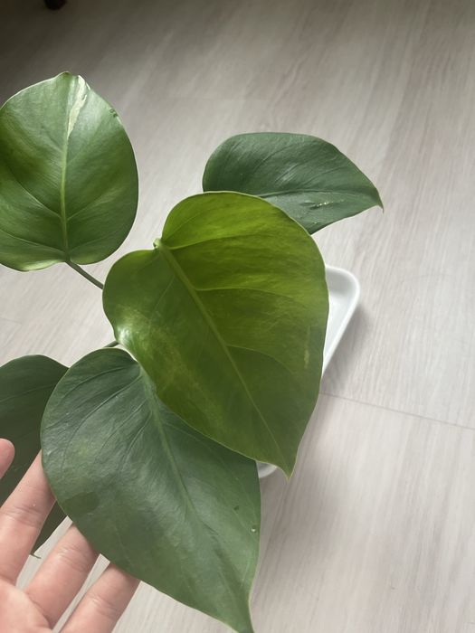 Монстера варієгатна, філодендрон, епіпремнум