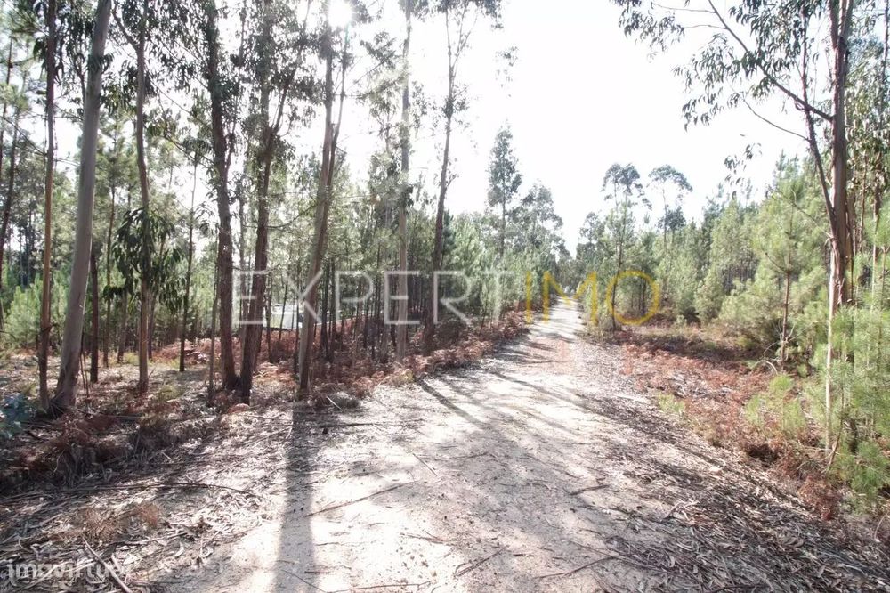 Terreno Com plantação de eucaliptos e pinheiros - Ourém