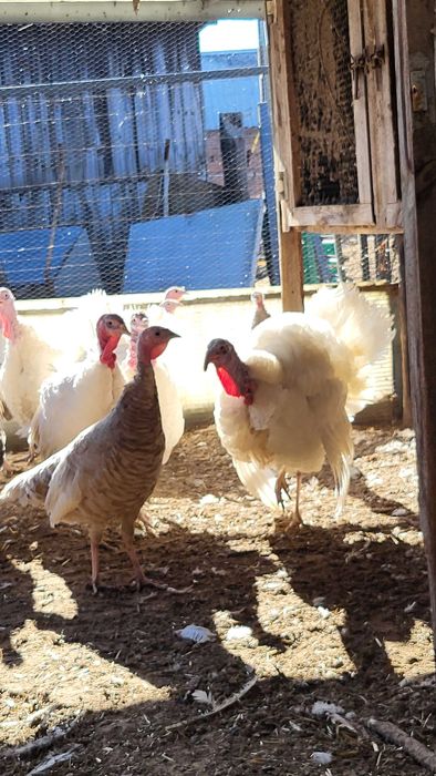 Młode indyki białe