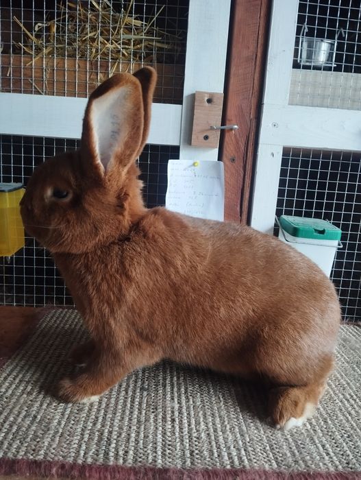Nowozelandzki czerwony, króliki