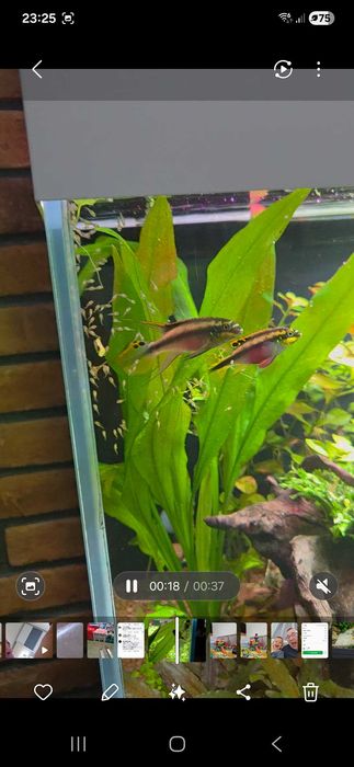 Barwniaki młode rybki