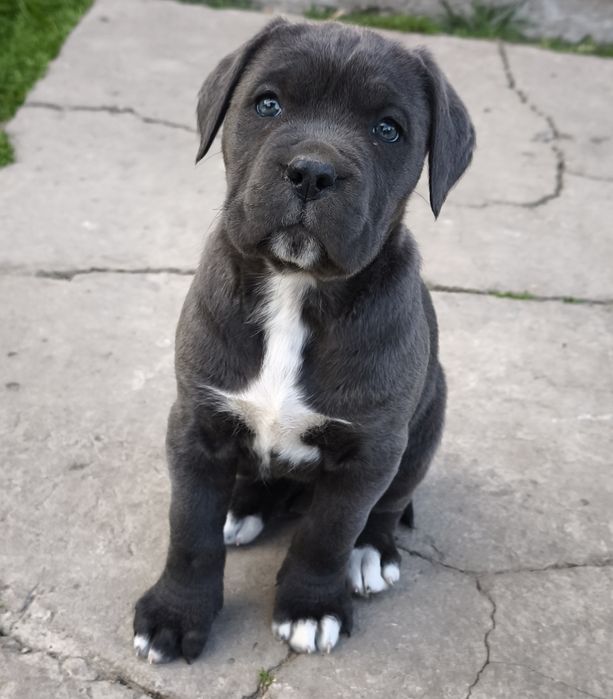 Suczka Cane Corso Blue