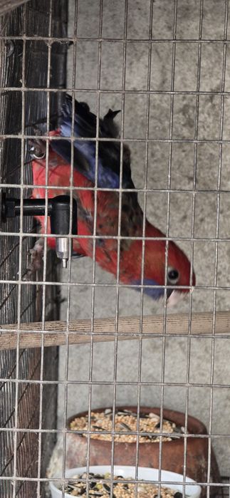 Rosela Penante Macho