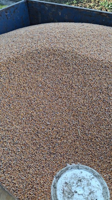 Pszenica I kukurydza zbiór 2025 rok