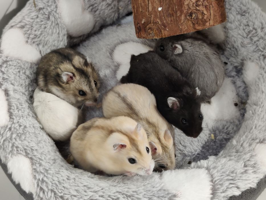 Chomiki dżungarskie młode sklep zoo ul Julianowska 7 b Łódź