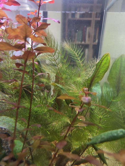 Plantas de aquário