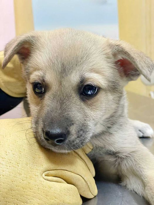 Цуценя з блакитними очима, маленький хлопчик, метис хаскі