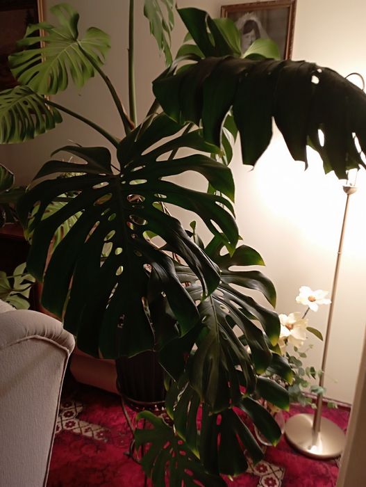 Monstera duży kwiat