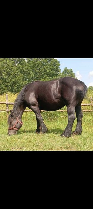 Źrebak zimnokrwisty