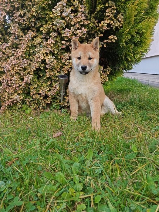 Piesek shiba inu
