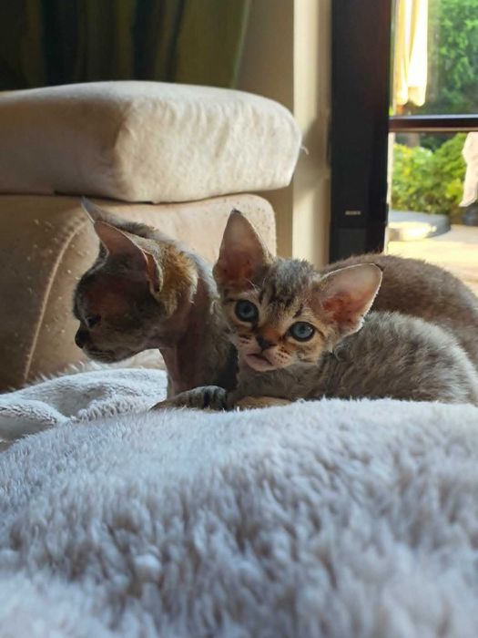 Kot Devon Rex Kociak Devon Devonek Rex Kociak Panterka