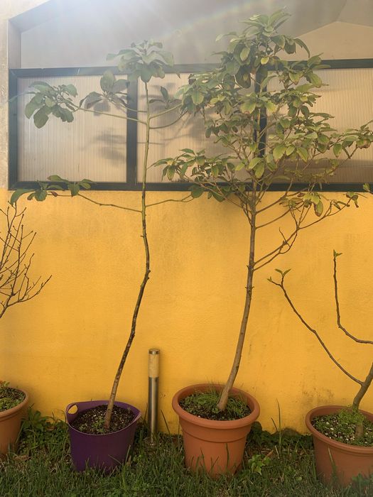 Abacateiro com 6 anos em vaso