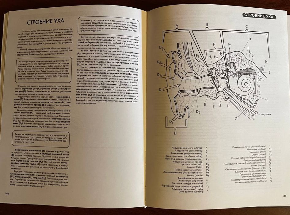 Атлас анатомии человека 

Эдуард Алкамо

Прекрасный атлас, в котором п