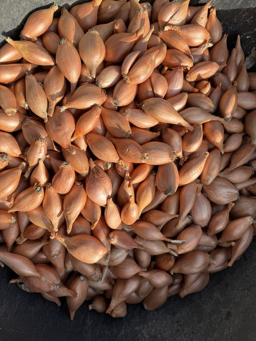 Продам кущівку на посадку в обємі відправка від 10 кг