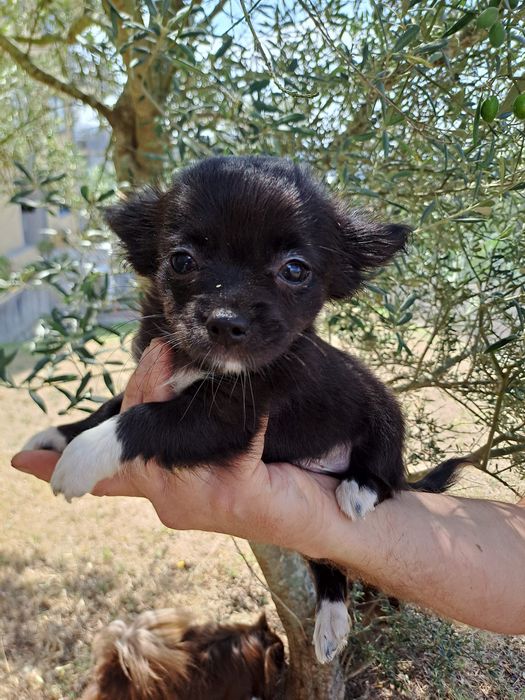Chihuahua macho pelo comprido