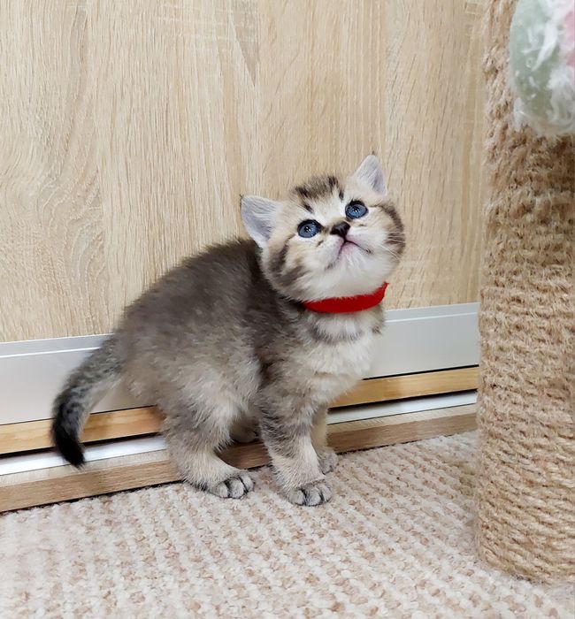 Золота Шиншила  дівчатка та хлопчики