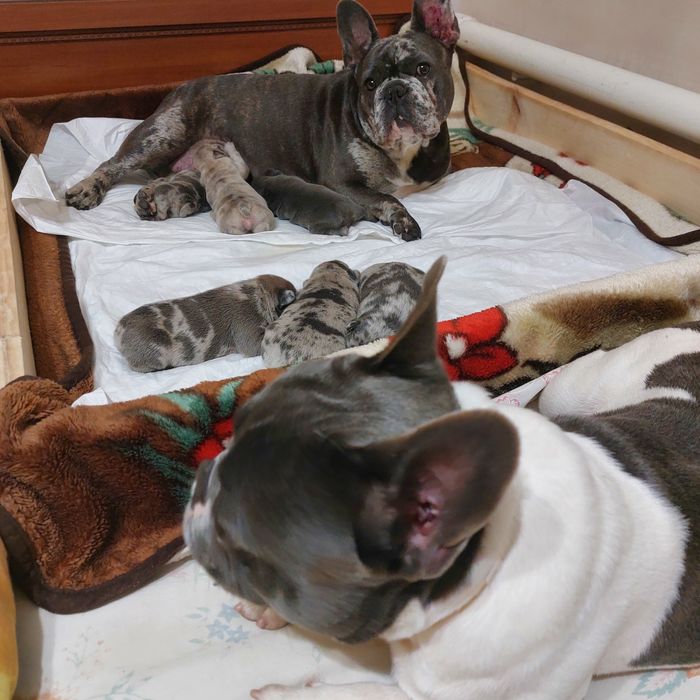 Вязка французького бульдога