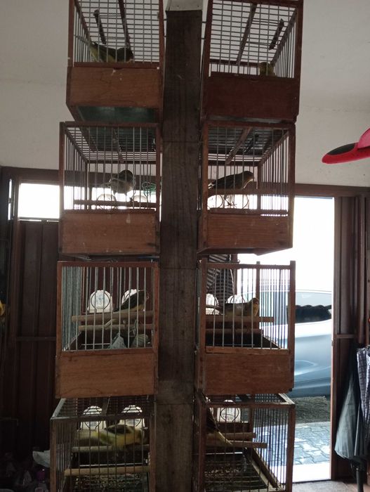 Canários timbrado espanhol