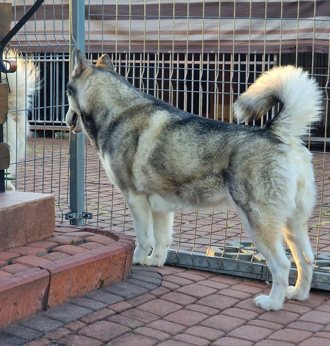 Zapowiedź miotu Alaskan Malamute ZKwP/FCI