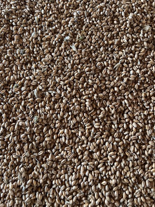 Pszenica ozima.     .         .