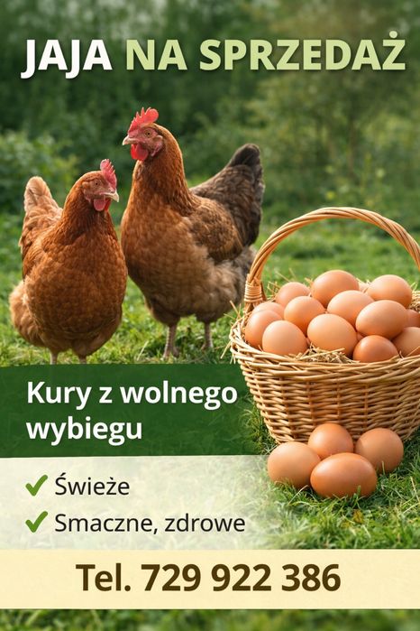 Swieże swojskie jajka