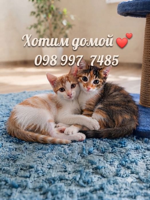 Милые Ласковые кошечки, привиты, 3,5 месяца.