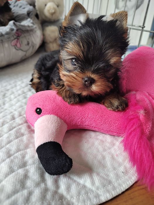 Yorkshire Terrier piękny piesek ZKwP FCI